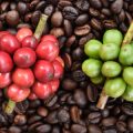Understanding Coffee Hybrids: Cultivating Disease-Resistant Varieties for the UK Market
