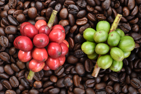 Understanding Coffee Hybrids: Cultivating Disease-Resistant Varieties for the UK Market