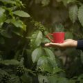 An In-depth Look at the Farming Practices of Arabica vs Robusta and Their Ethical Implications in the UK Market
