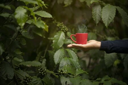 An In-depth Look at the Farming Practices of Arabica vs Robusta and Their Ethical Implications in the UK Market