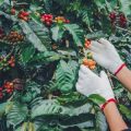 Tasting the Terroir: The Role of Soil and Climate in Coffee Flavour Complexity