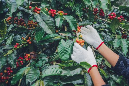Tasting the Terroir: The Role of Soil and Climate in Coffee Flavour Complexity