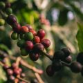 The Role of Policy: How UK Legislation is Shaping Sustainable Coffee Packaging