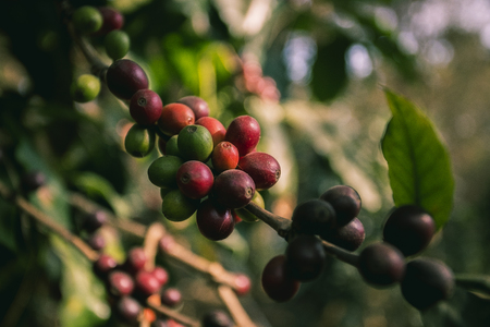 The Role of Policy: How UK Legislation is Shaping Sustainable Coffee Packaging