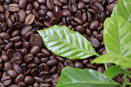 Plant-Based Perfection: Comparing Vegan Coffee Offerings from Edinburgh to Brighton